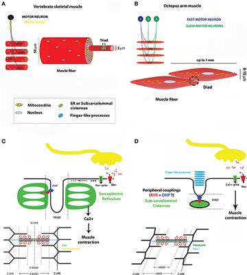 Molecular Determinants of Cephalopod Muscles and Their Implication in Muscle Regeneration